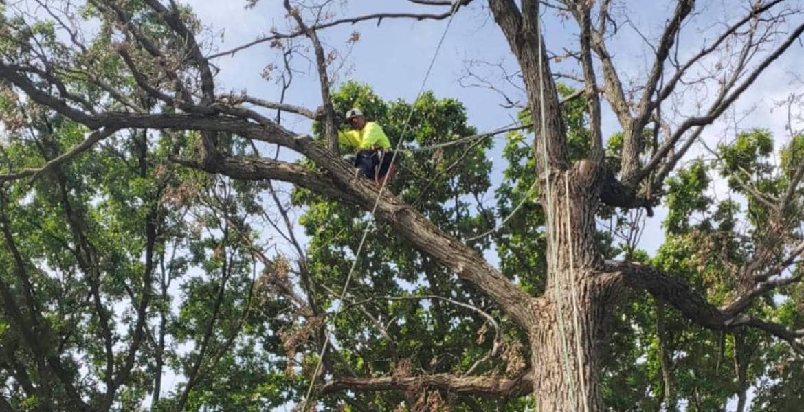R&J Ozuna's Tree Service Co. Offers Tree Trimming Services in Elmhurst